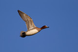 Eurasian Wigeon