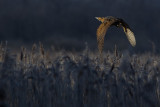 Great Bittern