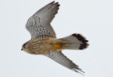 Common Kestrel