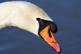 Mute Swan