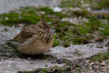 Crested Lark