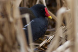 Common Moorhen