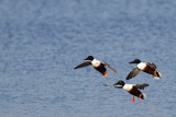 Northern Shoveler