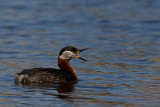 Red-necked Grebe