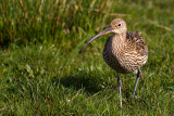 Storspov Numenius arquata Eurasian Curlew