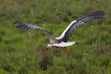 White Stork, no rings probably wild