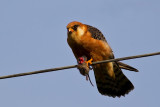 Red-footed Falcon with rodent