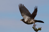 Fieldfare