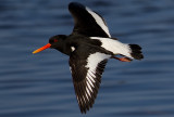 Eurasian Oystercatcher