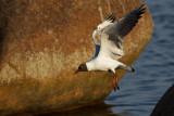 Black-headed Gull