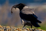Carrion Crow with prey
