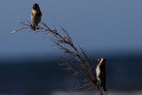 European Goldfinch