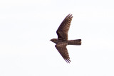 European Nightjar