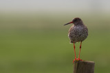 Common Redshank