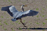 Grey heron going to land