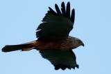 Brun krrhk Circus aeruginosus Western Marsh Harrier