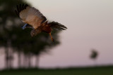 Brun krrhk Circus aeruginosus Western Marsh Harrier