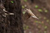 Sand Martin