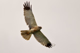 Western Marsh Harrier