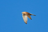 Common Kestrel with rodent