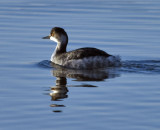 Blackneckgrebe1.jpg