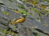 redstart8.jpg