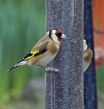 goldfinch1.jpg