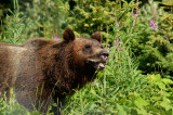 Boo the Grizzly Bear, Kicking Horse Grizzly Refuge