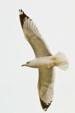 No leggs Gull