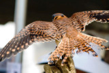 Peregrine Falcon
