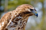 Red-shouldered Hawk