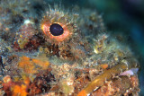 Scorpion Fish