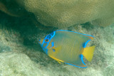 Intermediate Queen Angelfish