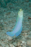 Yellow Headed Jawfish