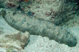 Donkey Dung Sea Cucumber