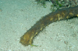 Tiger Tail Sea Cucumber