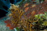 Fire Coral