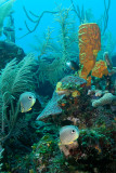 Tube Sponge With Butterfly Fish
