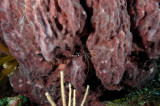 Giant Barrel Sponge with Banded Coral Shrimp
