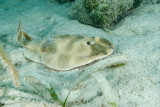 Lesser Electric Ray