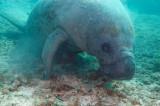 Manatee