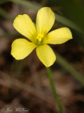 Grooved Yellow Flax: <i>Linum sulcatum</i>