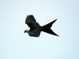 Swallow-tailed Kite