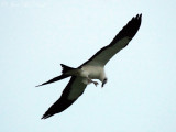 Swallow-tailed Kite eating Junebug