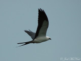 Swallow-tailed Kite