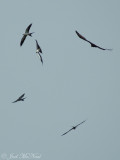 Swallow-tailed Kites and Turkey Vulture