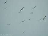 Swallow-tailed Kites