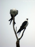 Swallow-tailed Kites (point-and-shoot through scope)