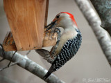 male Red-bellied Woodpecker