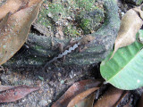 Brown Anole